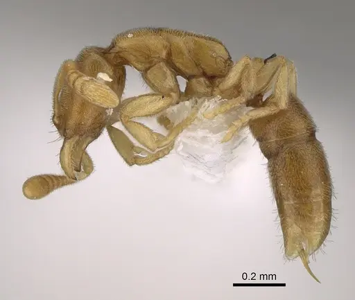 Hypoponera angustata specimen