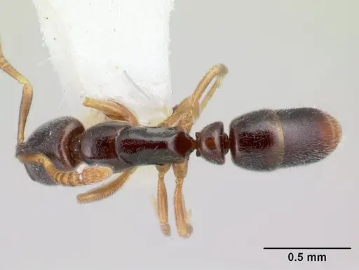 Hypoponera aprora specimen