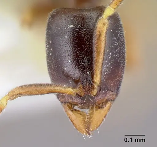 Hypoponera aprora specimen