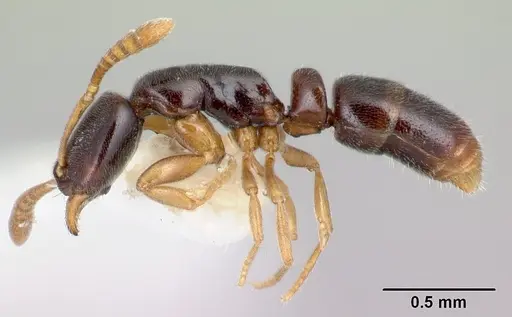 Hypoponera aprora specimen