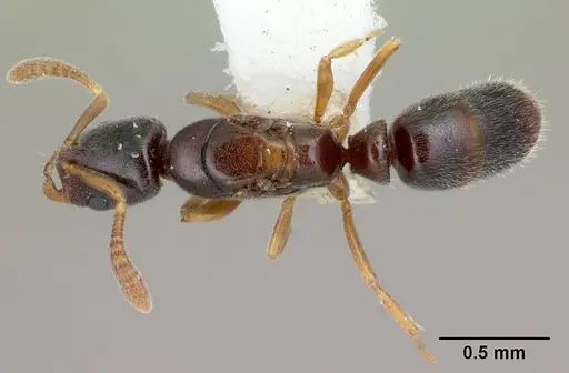 Hypoponera aprora - CASENT0192385