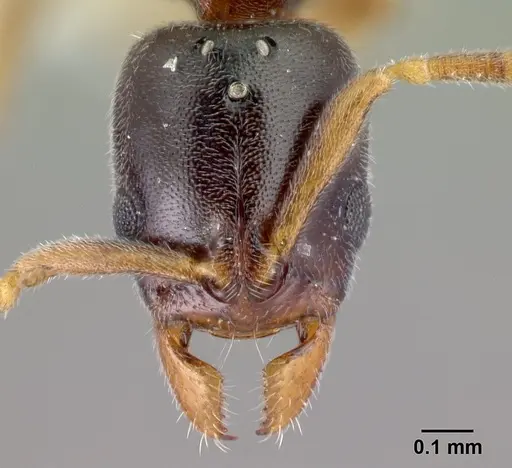 Hypoponera aprora - CASENT0192385