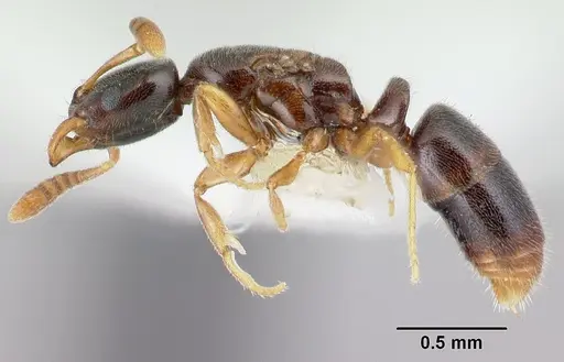 Hypoponera aprora - CASENT0192385