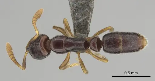 Hypoponera aprora - CASENT0250762