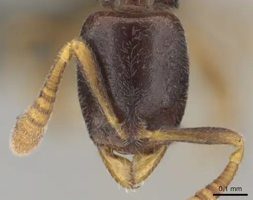 Hypoponera aprora - CASENT0250762