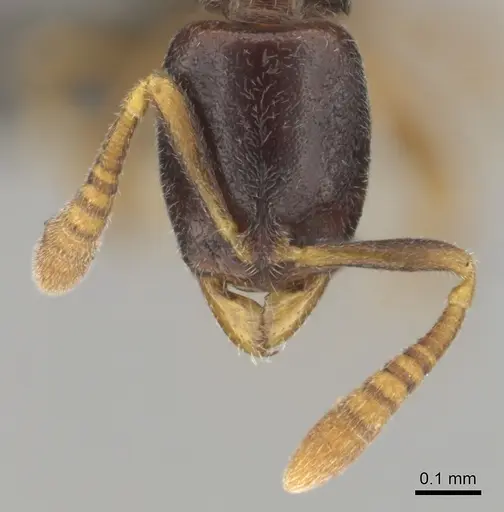 Hypoponera aprora - CASENT0250762