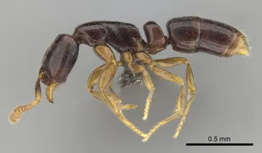 Hypoponera aprora - CASENT0250762