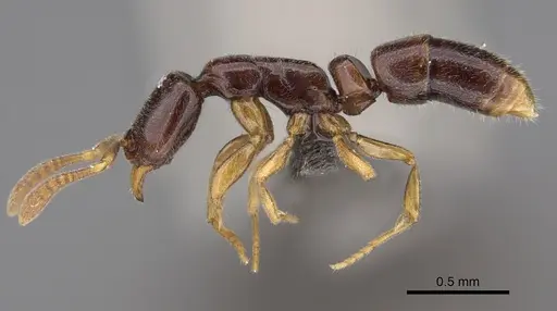 Hypoponera aprora - CASENT0820678