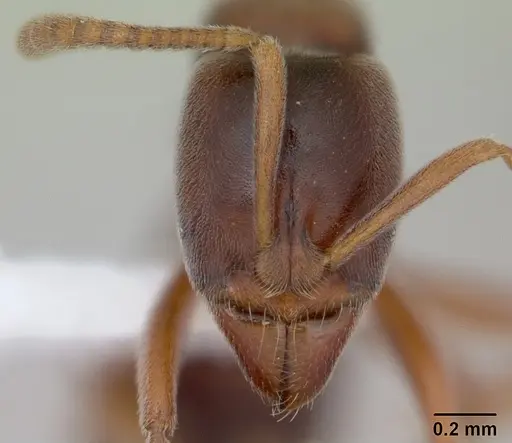 Hypoponera argentina specimen