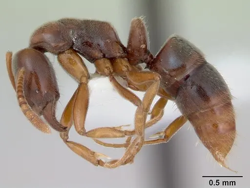 Hypoponera argentina specimen