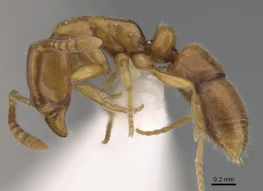 Hypoponera austra specimen