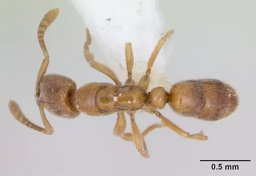 Hypoponera beebei specimen