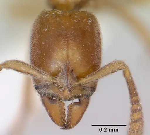 Hypoponera beebei specimen