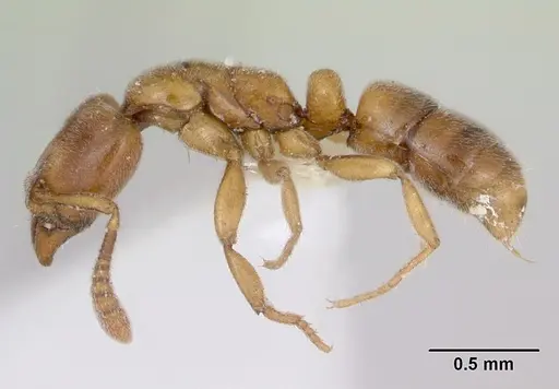 Hypoponera beebei specimen