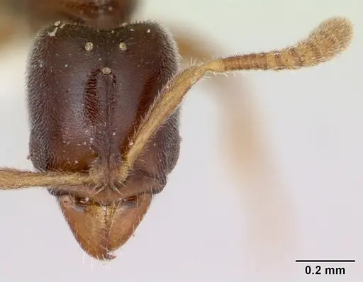 Hypoponera beebei - CASENT0173307