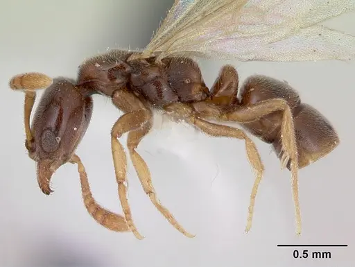 Hypoponera beebei - CASENT0173307