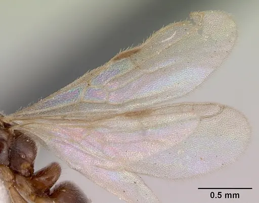 Hypoponera beebei - CASENT0173307