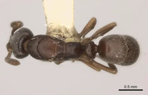 Hypoponera biroi specimen