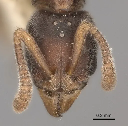 Hypoponera biroi specimen