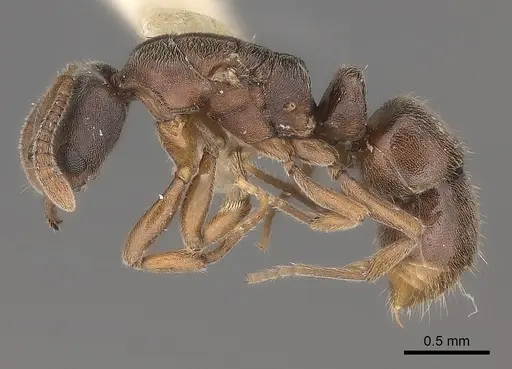 Hypoponera biroi specimen