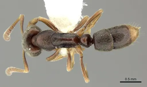 Hypoponera biroi - CASENT0270521