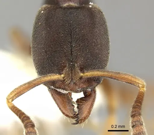 Hypoponera biroi - CASENT0270521