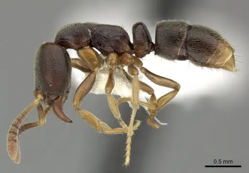 Hypoponera biroi - CASENT0270521