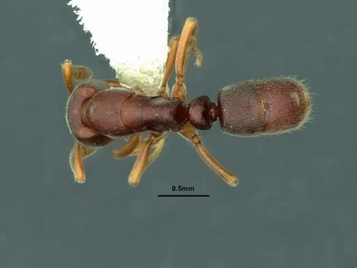 Hypoponera biroi - CASENT0886859