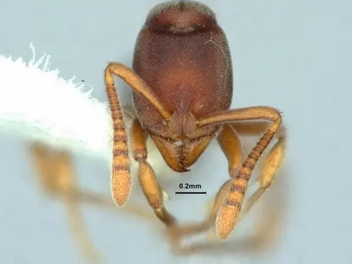 Hypoponera biroi - CASENT0886859