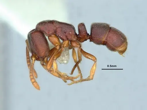 Hypoponera biroi - CASENT0886859