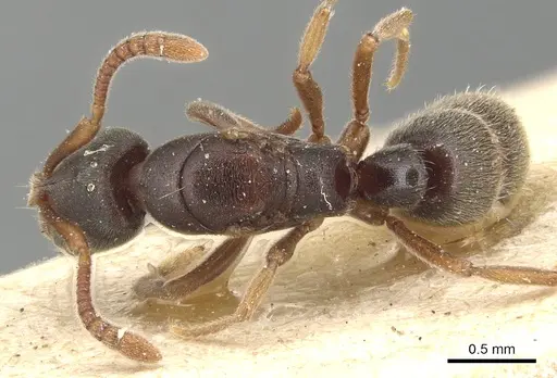 Hypoponera biroi - CASENT0903909