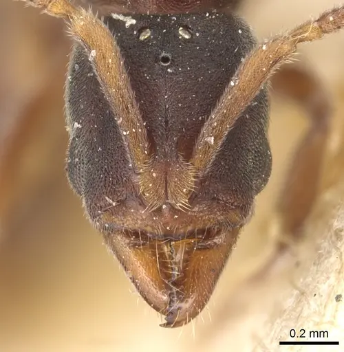 Hypoponera biroi - CASENT0903909