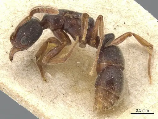 Hypoponera biroi - CASENT0903909