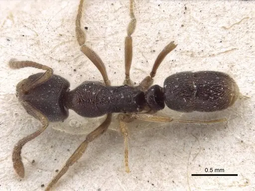 Hypoponera biroi - CASENT0916598