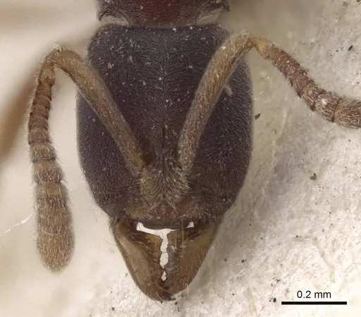 Hypoponera biroi - CASENT0916598