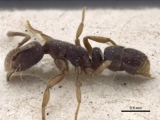 Hypoponera biroi - CASENT0916598