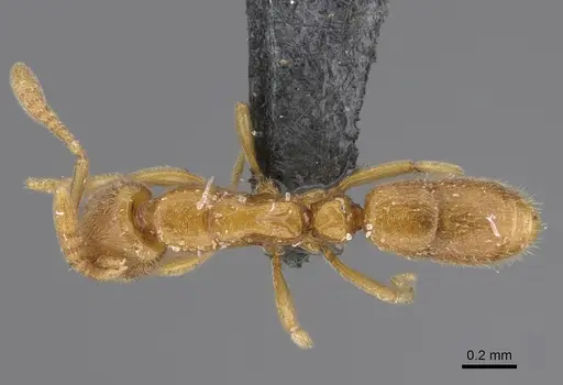 Hypoponera blanda specimen