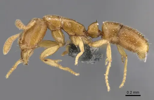 Hypoponera blanda specimen