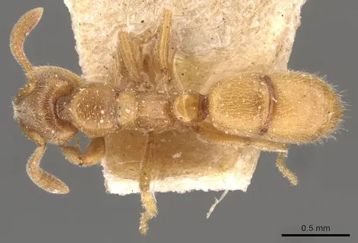 Hypoponera boerorum specimen