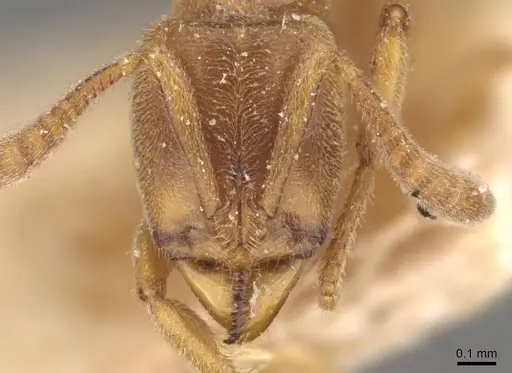 Hypoponera boerorum specimen