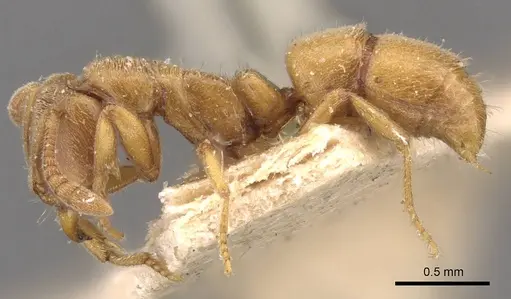 Hypoponera boerorum specimen