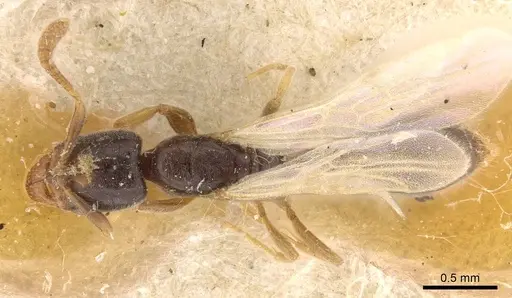 Hypoponera bugnioni specimen