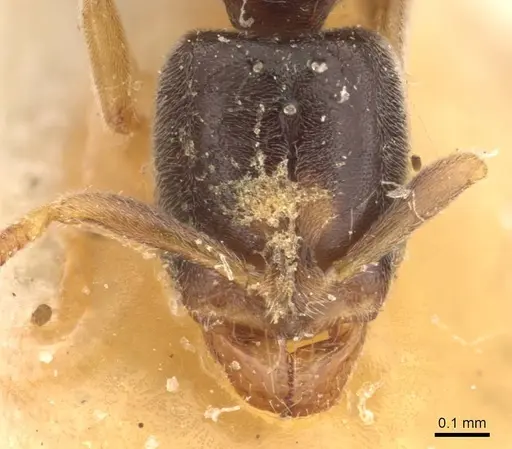 Hypoponera bugnioni specimen