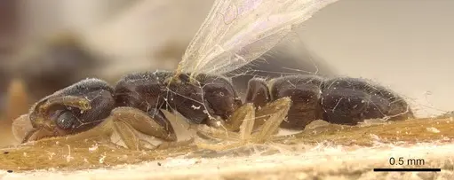 Hypoponera bugnioni specimen