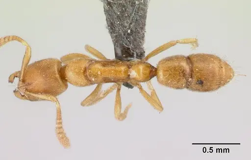 Hypoponera bulawayensis specimen