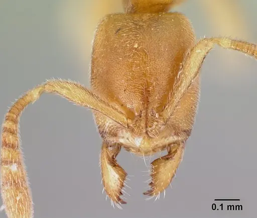 Hypoponera bulawayensis specimen