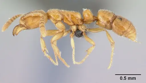 Hypoponera bulawayensis specimen