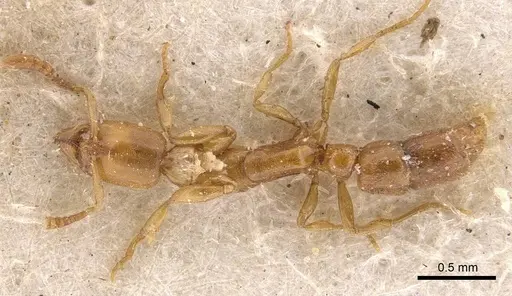 Hypoponera bulawayensis - CASENT0907322