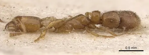 Hypoponera bulawayensis - CASENT0907322