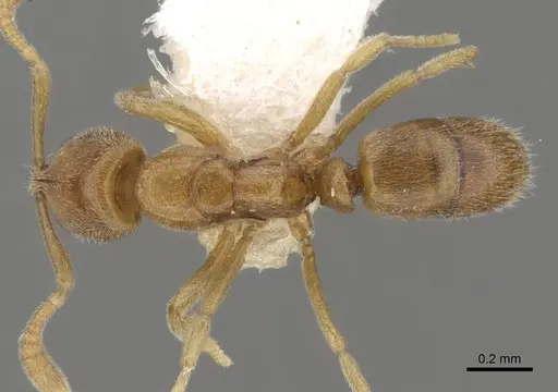 Hypoponera butteli specimen